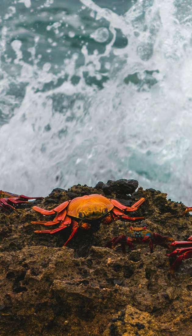 Ecuador & Galápagos: a journey into nature